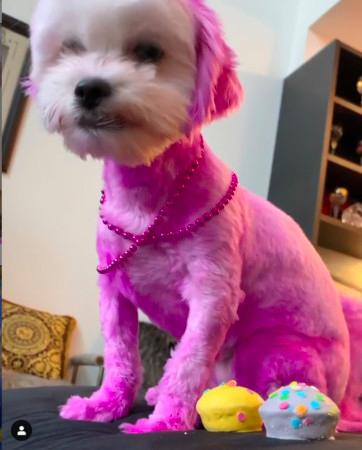 美国23岁女孩遭虐待,美国女子养狗被狗咬死