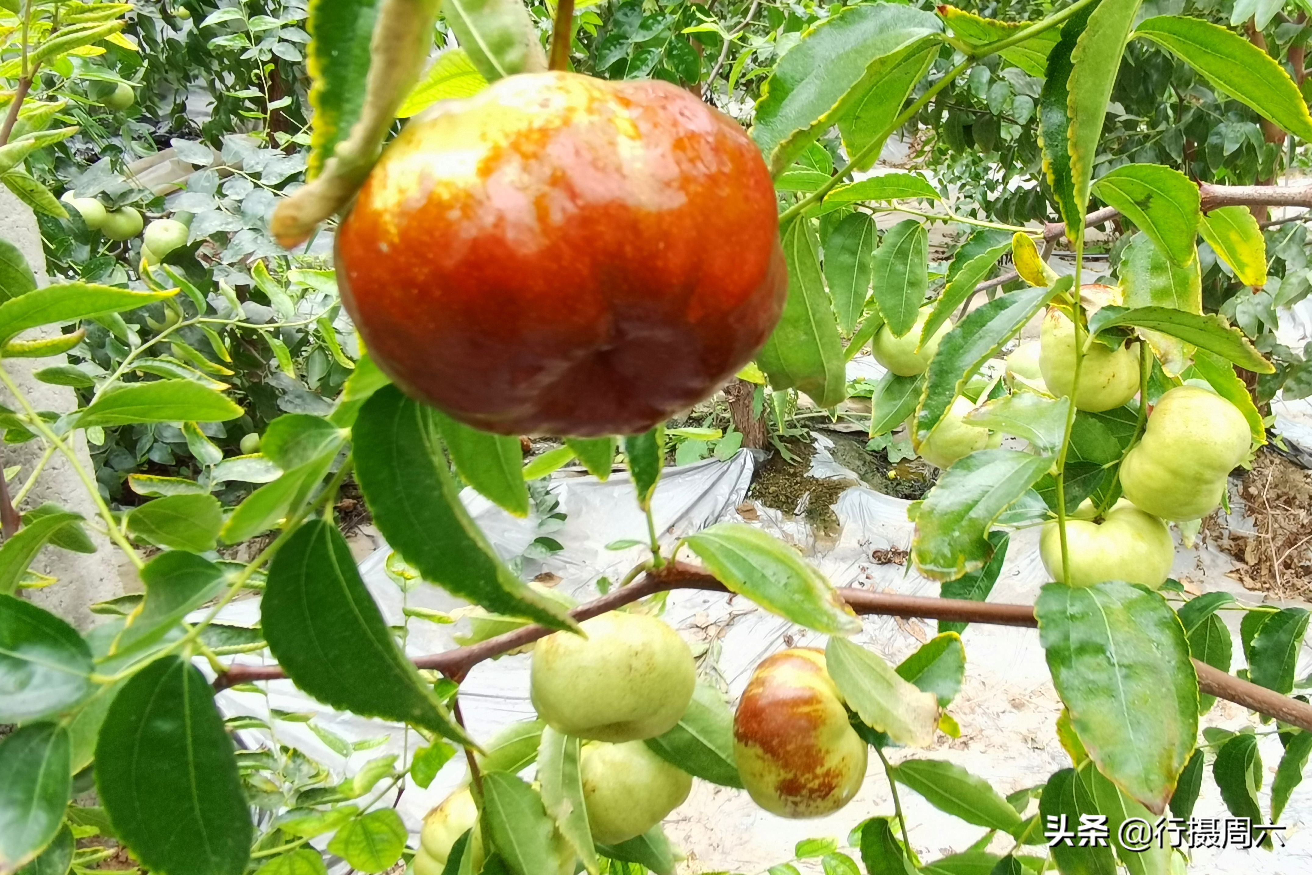 山西农民创奇迹,研究枣树管理技术10年,实现1年能结2次果