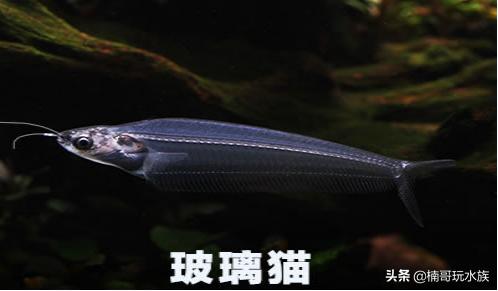 超级超级超级奇葩的观赏鱼,有哪些稀奇古怪的观赏鱼