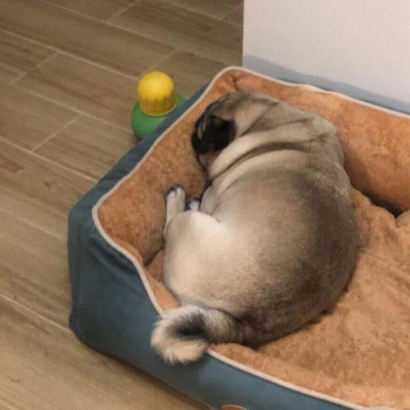 巴哥犬上厕所训练方法,巴哥犬专用厕所