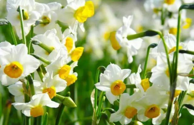 中国十大名花你认识几种呢,中国十大名花你喜欢哪种呢