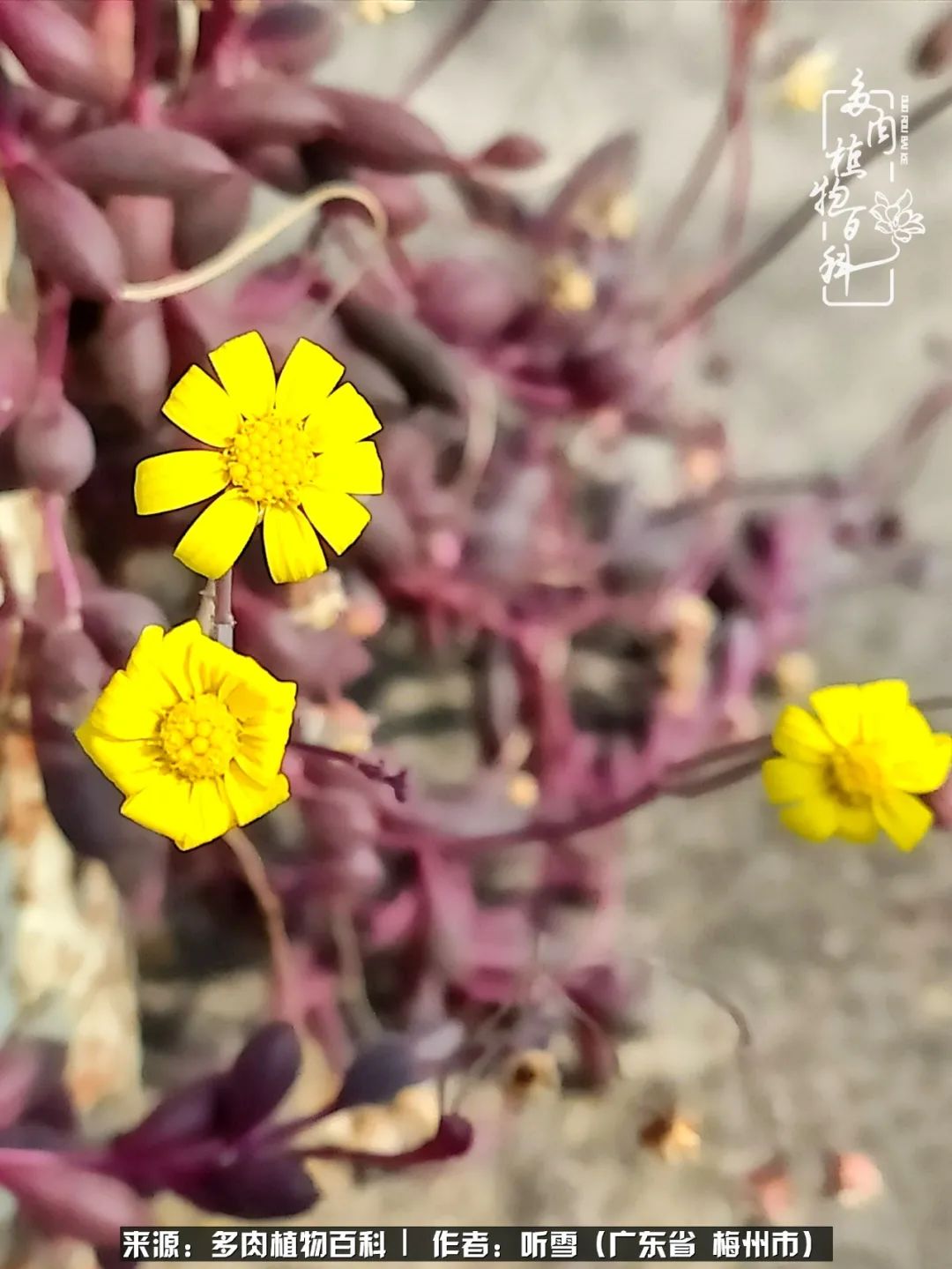 爱上多肉精致生活,爱上多肉我们的减压法宝