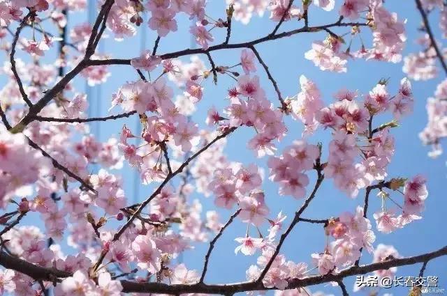 长春发布重要通知情况,长春面向社会公开招聘