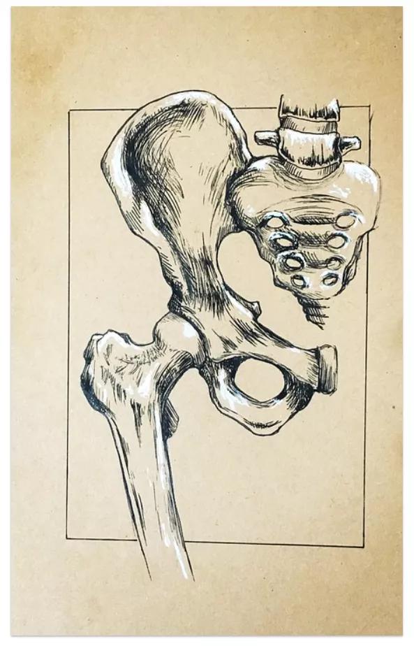 为什么男性普遍比女性高,为什么男性身高比女性高