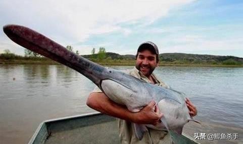 3亿年前的鸭嘴鱼,三亿年前鸭嘴鱼