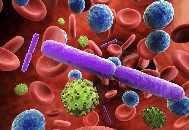 猫咪贫血吃补血肝精多久能好,猫咪有贫血和肾衰能治好吗