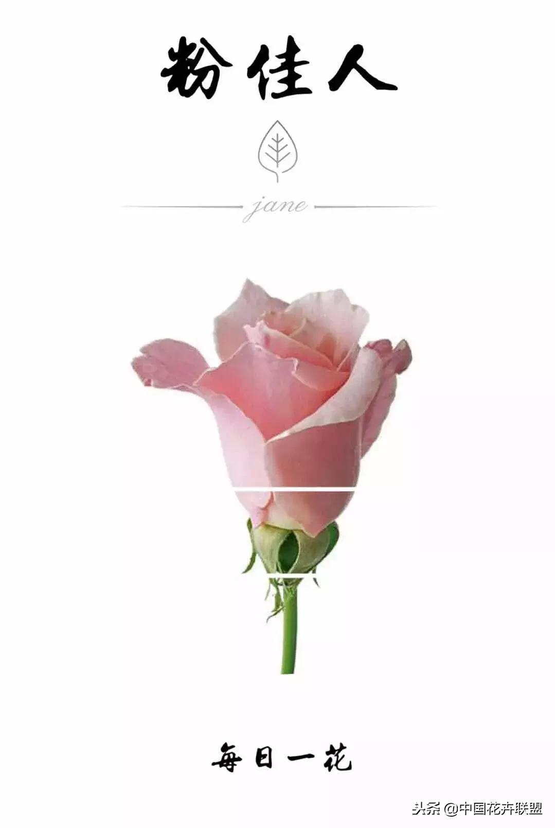 粉佳人玫瑰花苞什么颜色,粉佳人玫瑰怎么养护