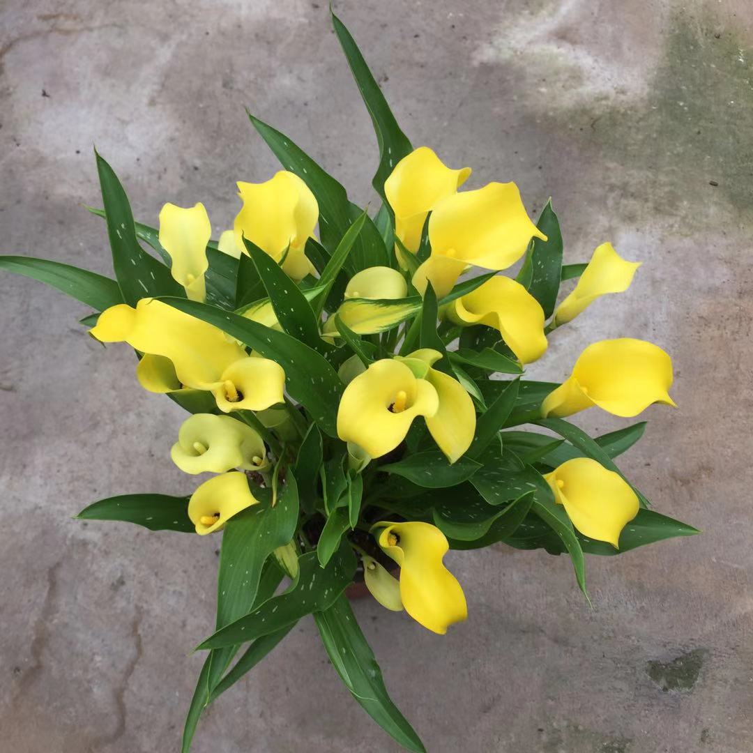 马蹄莲适合在客厅养殖吗,马蹄莲的介绍和养殖推荐