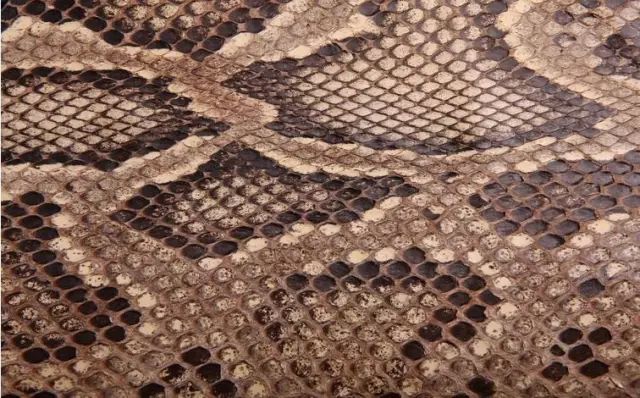 鳄鱼皮具区分几种鳄鱼皮,鳄鱼真皮皮料