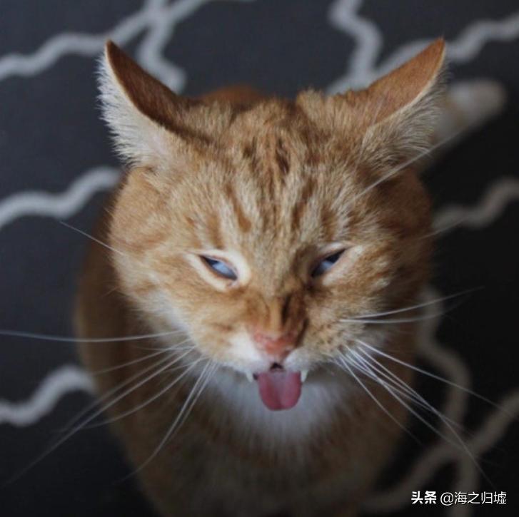 神级抓拍图片,25张令人惊叹的“神”级抓拍