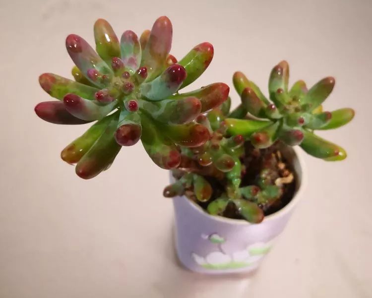 一花一世界多肉园艺,一花一世界一叶一菩提多肉植物