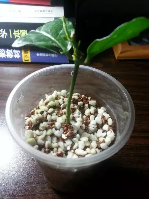 茉莉花长出白根可以扦插吗,茉莉花有白根枯杆还能返青吗