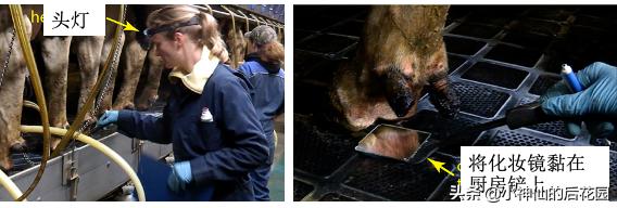 牛蹄疣的发病原因,牛蹄长疣后修复