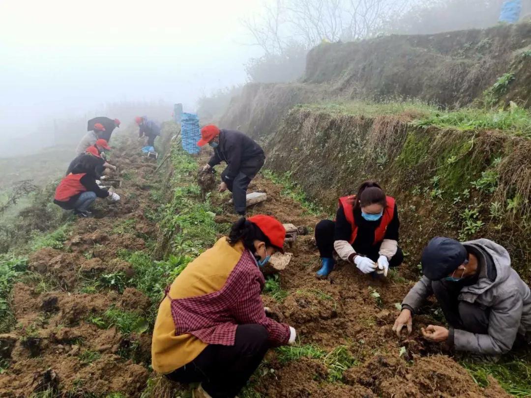 战疫情助农推广,战疫助农产品