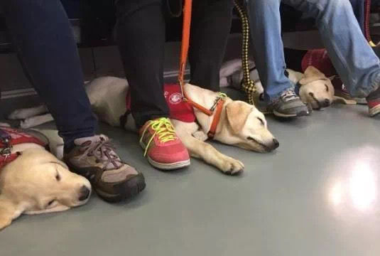 学姐来了|请相信和接纳认真工作的狗狗们——导盲犬