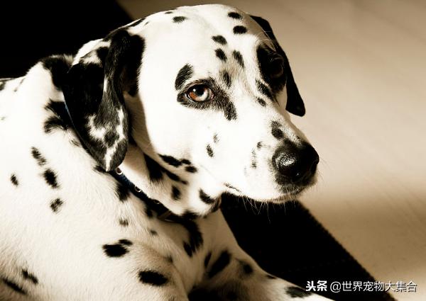 为啥现在很少见斑点狗了,斑点狗是什么犬类的狗