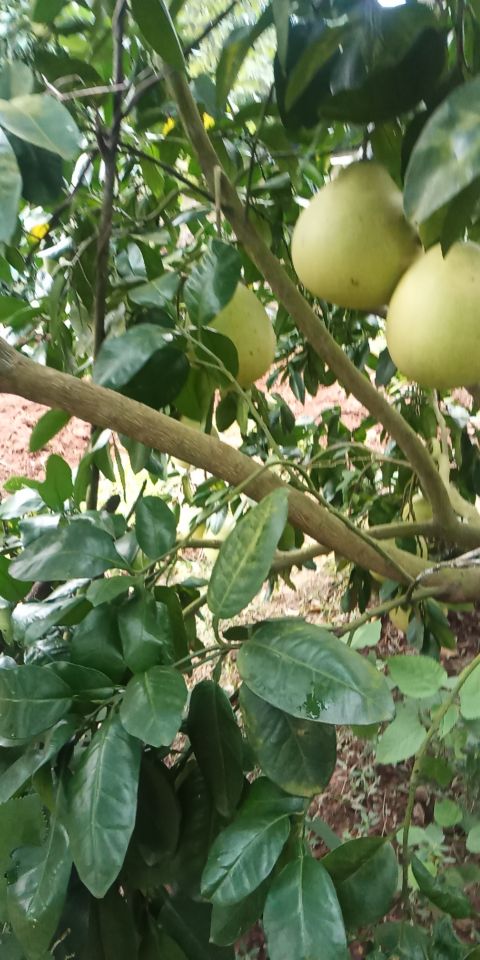 四川中江金秋柚乡果飘香,金秋九月柚果飘香说丰年