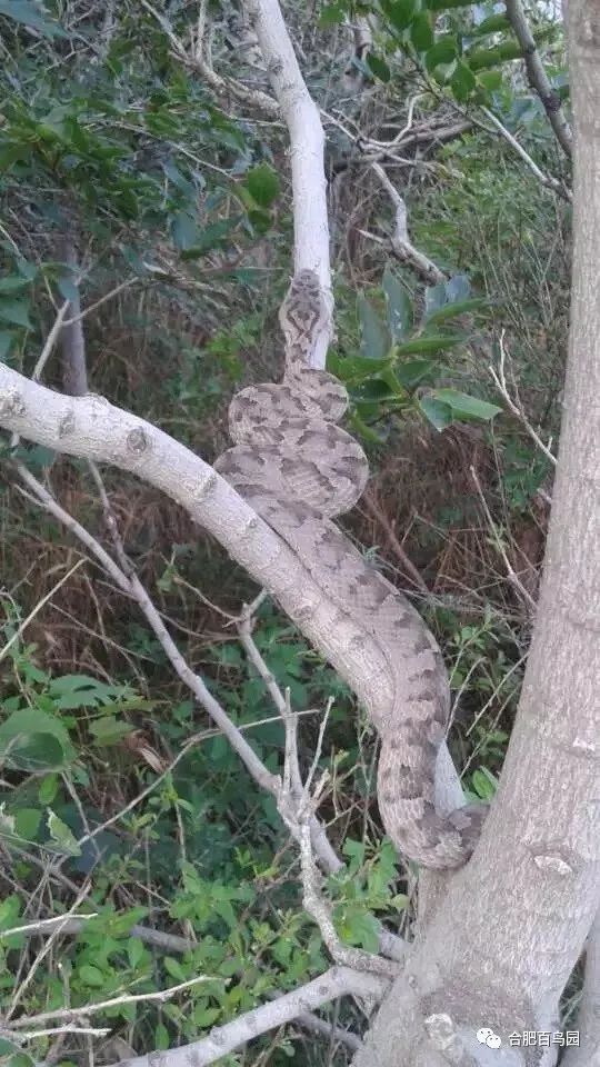 蛇如何升级为龙,可以升级的蛇