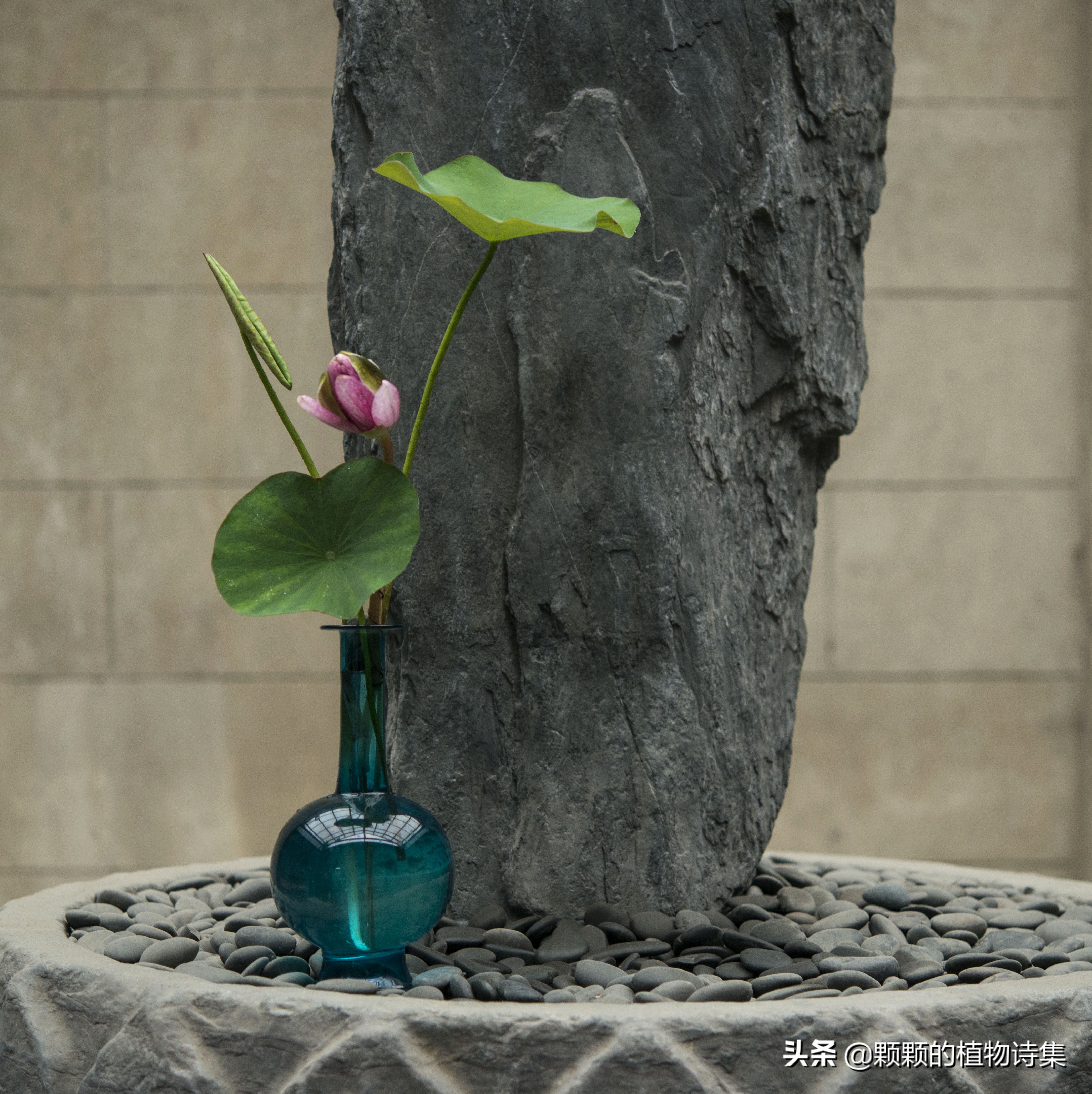 插花生活美学文学文人植物花艺雅道