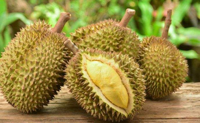 一棵树一年结400多颗榴莲,榴莲一股酒味还有点苦