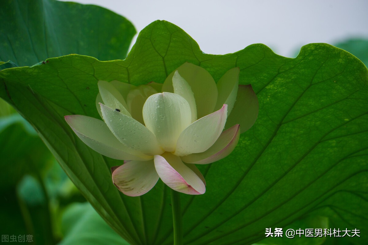 下焦寒湿前列腺异常怎样治疗最好,前列腺炎早泄下焦湿热中医治疗