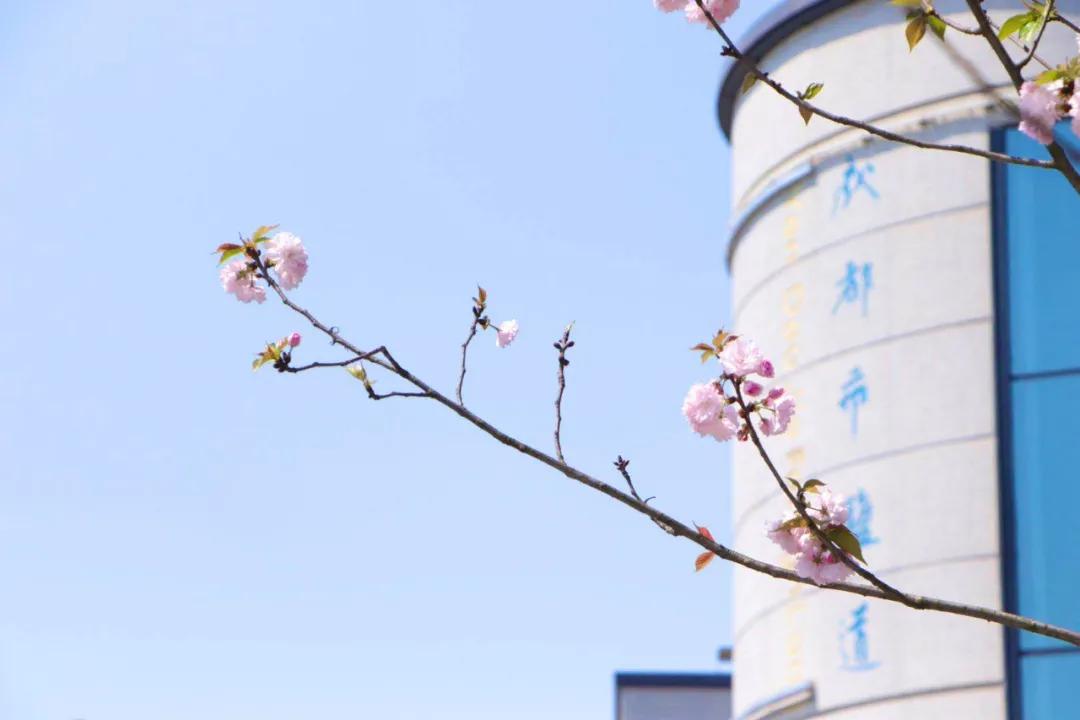 成都民办高中性价比,成都好学校盐外