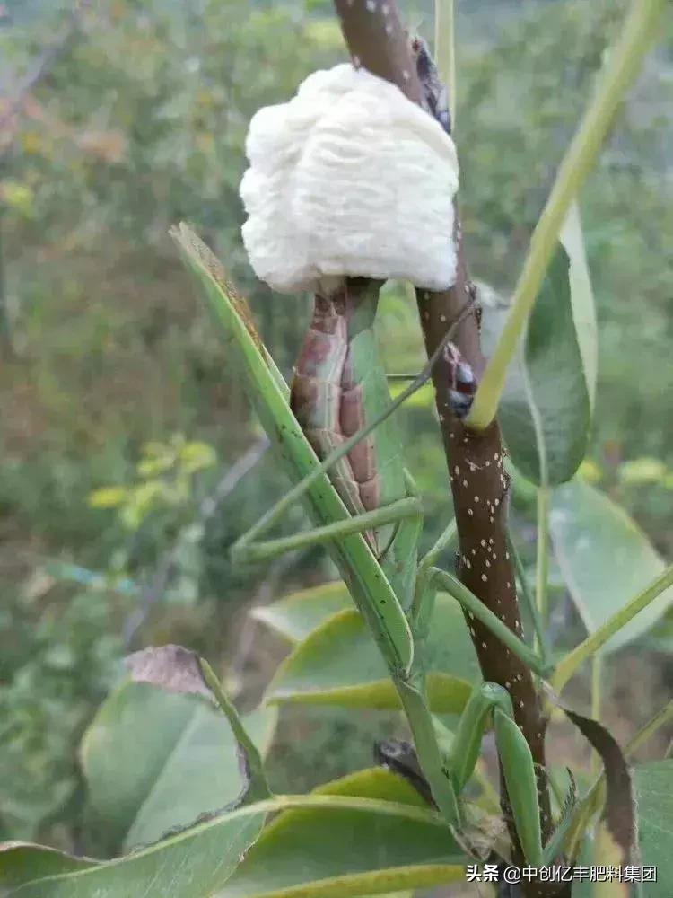 吃果树的害虫甲虫,农业害虫昆虫
