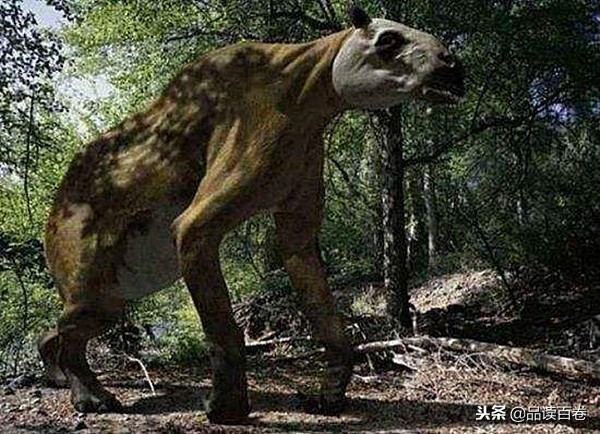 神农架发现狼头驴,中国原始森林神农架驴头狼研究