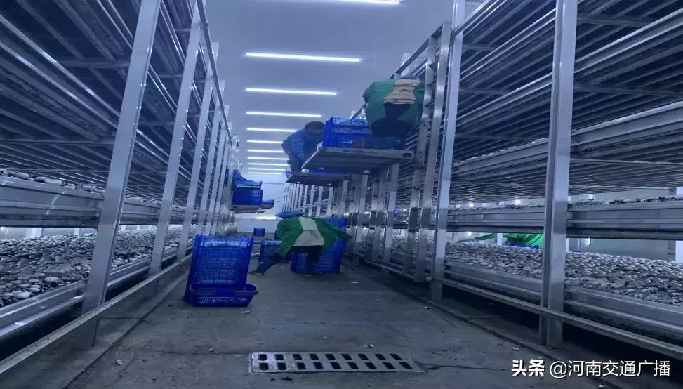 正宗兰考红薯价格,红薯大面积出售