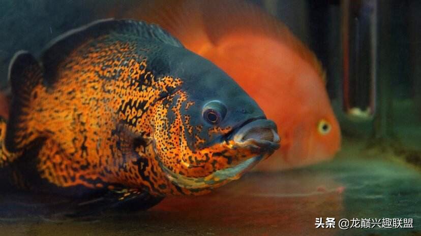你喜欢彪悍凶猛的观赏鱼吗？选它们就对了