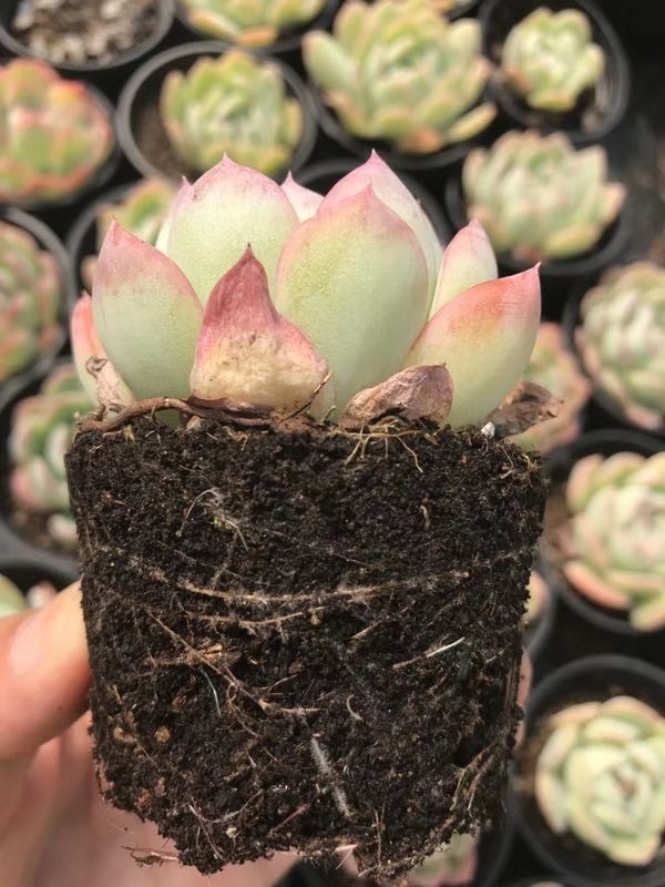 多肉植物能不能晒太阳和浇水,多肉植物太阳不直晒颜色就长不好