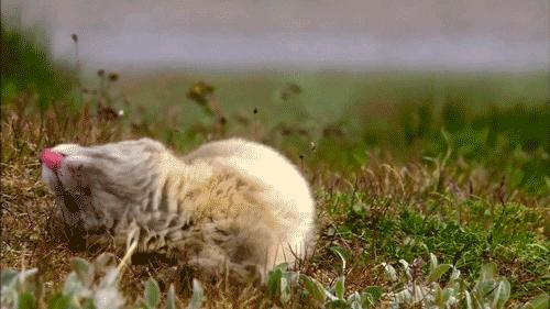 arcfox极狐还能翻身吗,试驾arcfox北极狐