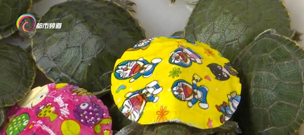 儿童观赏龟怎么养活,彩漆龟好养吗