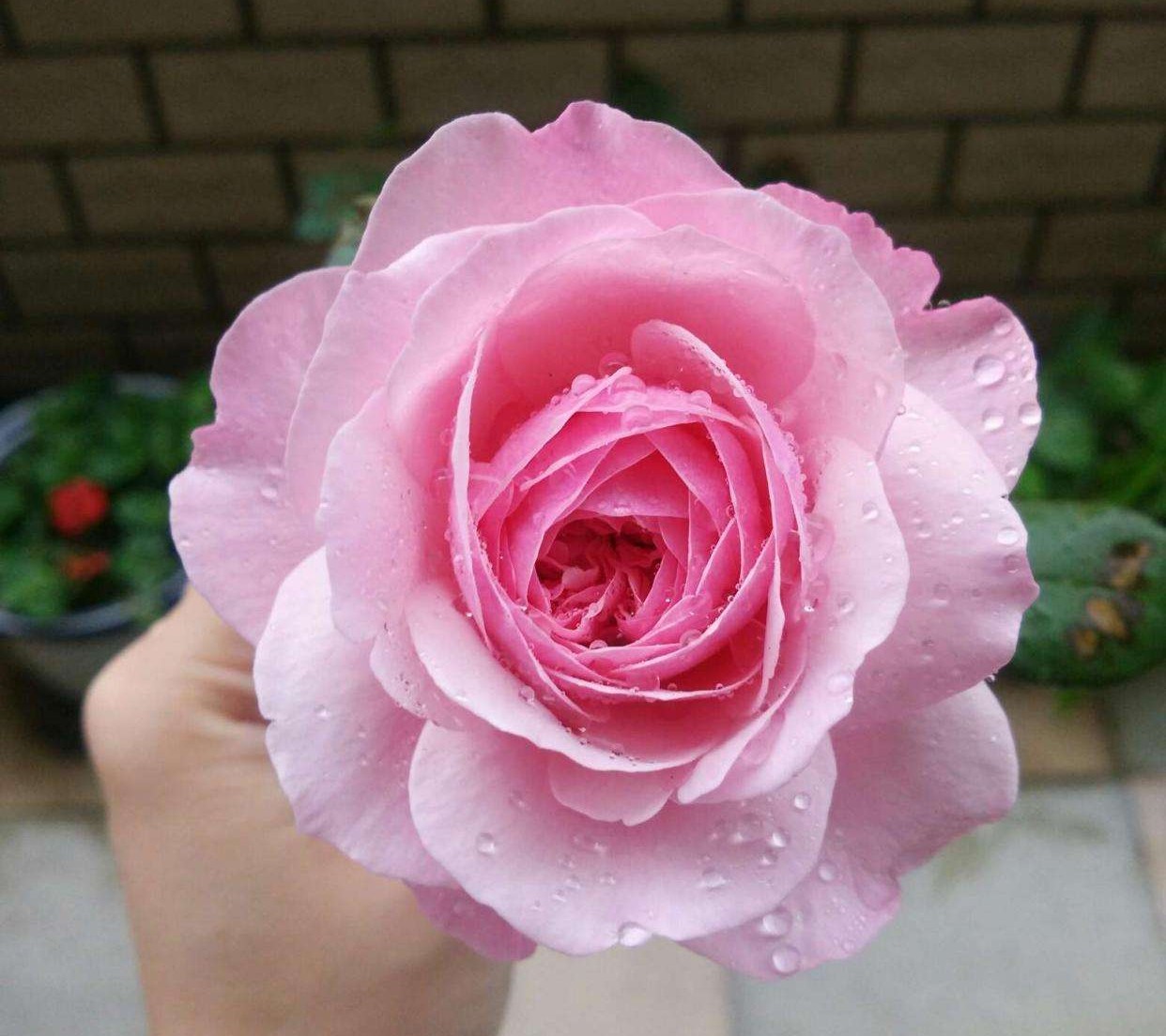 100种月季经典品种,100种经典月季品种