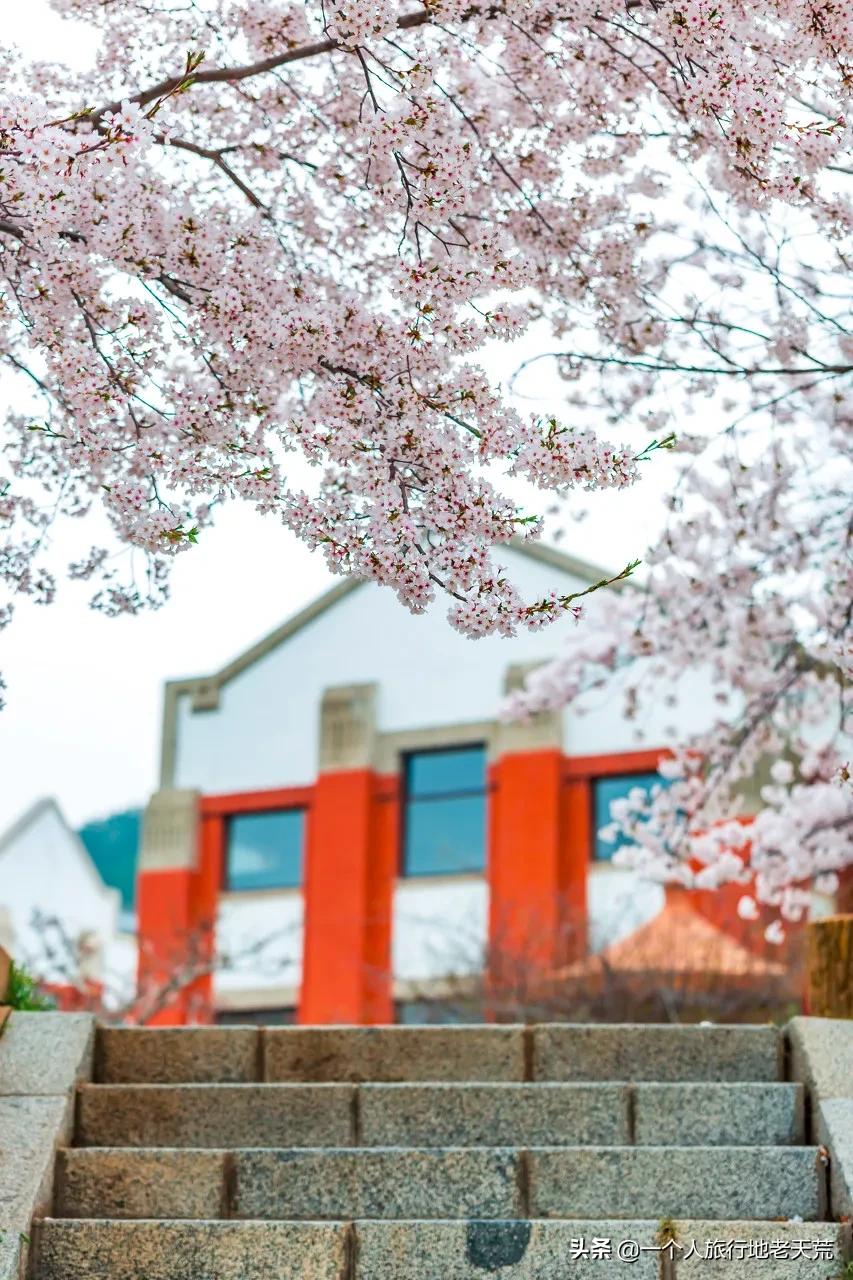 北方这座海滨老城，樱花不输日本，浪漫更胜巴黎