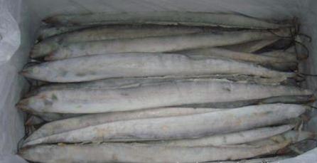 宝贝过大年完整版,带鱼老北京故事