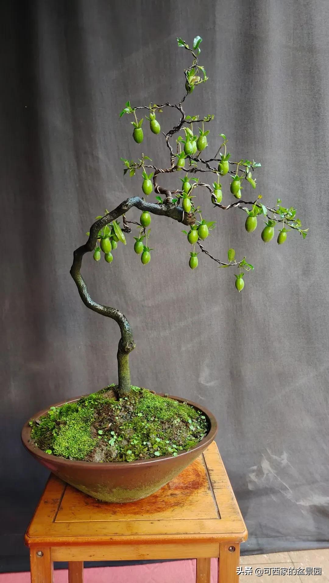 金弹子是十大名贵盆景吗,金弹子盆景什么时候开花结果