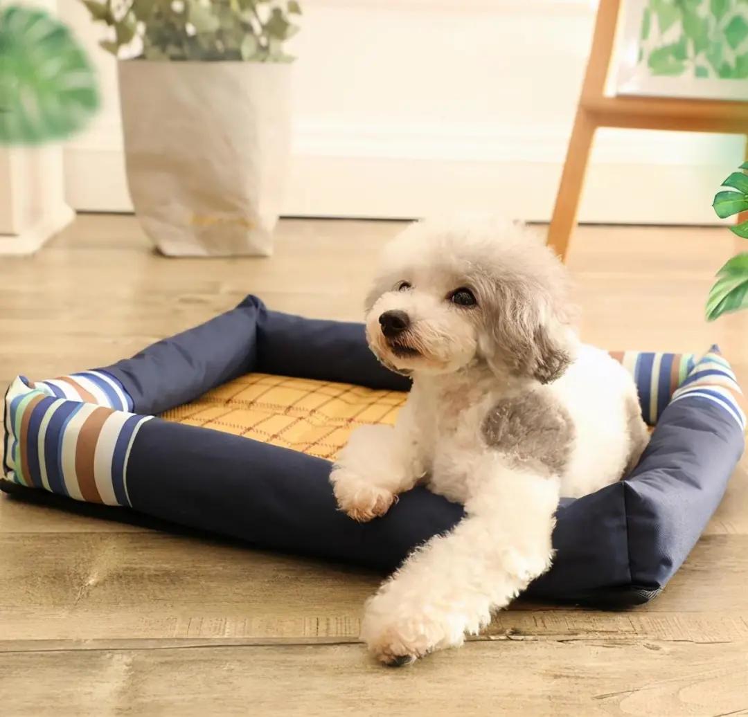 狗狗分娩前有哪些征兆？如何做产前准备？