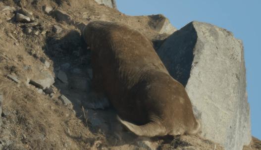 海象跌落山崖图片,海象坠崖北极熊吃海象