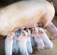 猪的生理特点及指标,猪的生物学特性和行为特性
