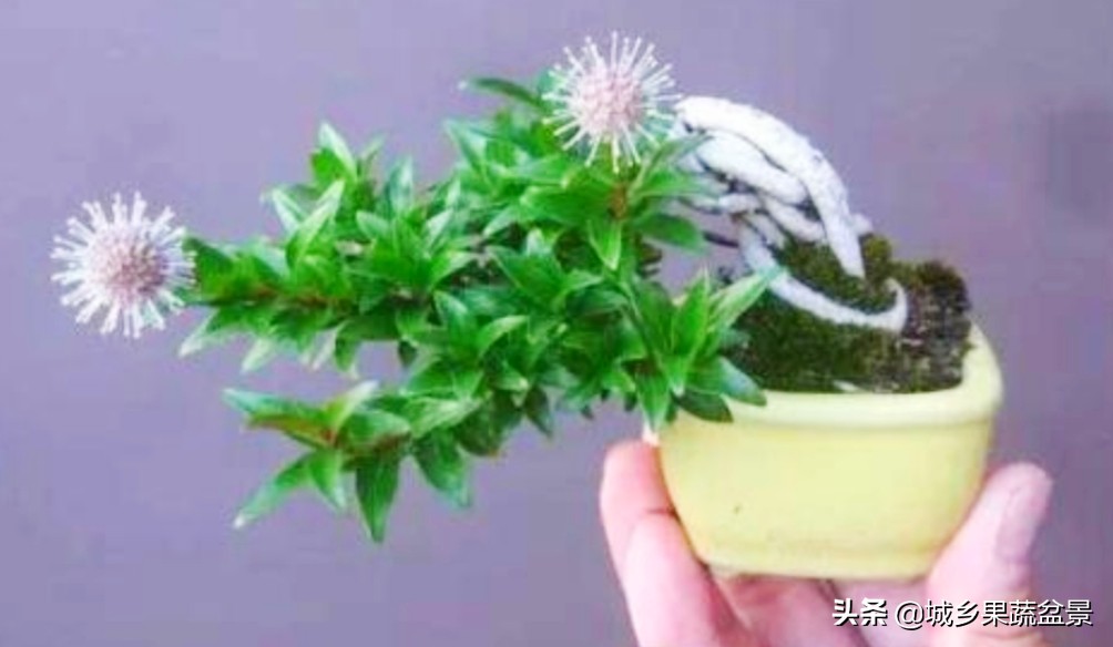 三十多年经验教你制作掌上树桩盆景，形态小巧，造型玲珑别致