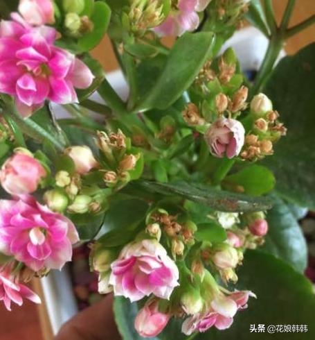 长寿花花苞期间怎样养护,怎么养长寿花花苞多