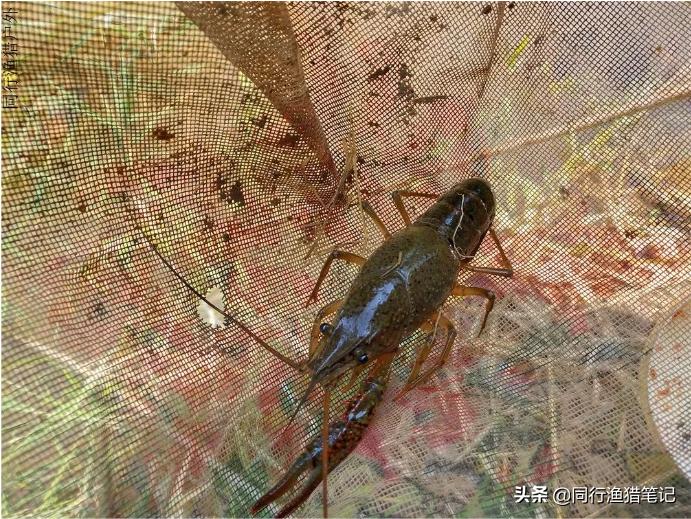 如何在鱼塘里钓龙虾,小龙虾池塘钓鱼技巧和方法
