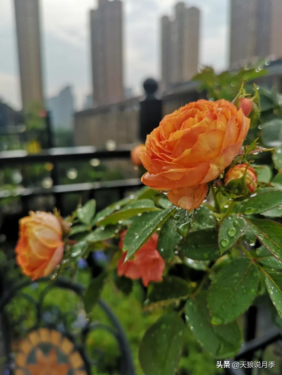 月季花是时候展现真正的技术了 (开春的第一波月季花就这么过去了)