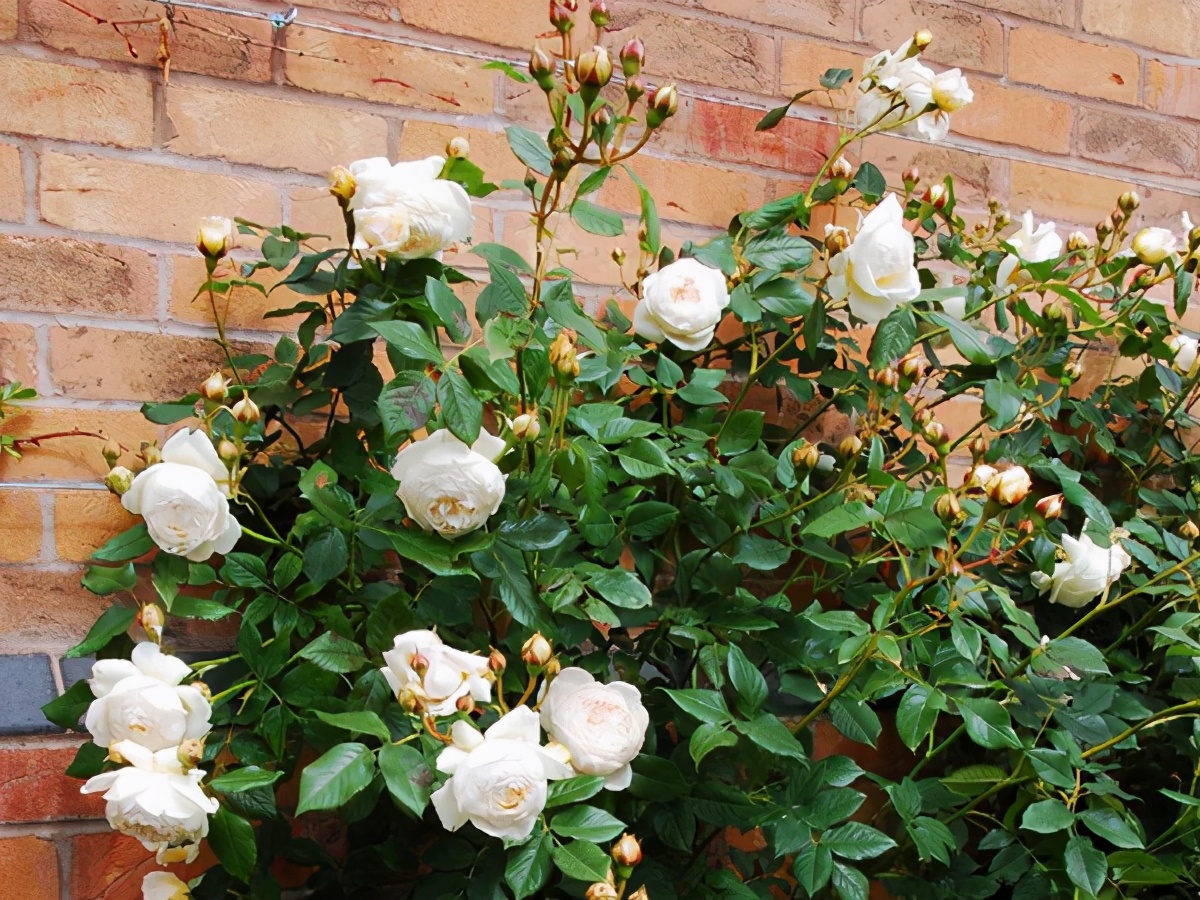 无刺四季开花藤本月季品种有哪些,耐热又耐寒的藤本月季有哪些品种