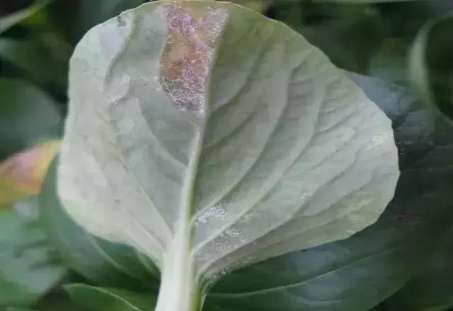 青霉灰霉杀菌剂,青霉绿霉跟灰霉有什么区别