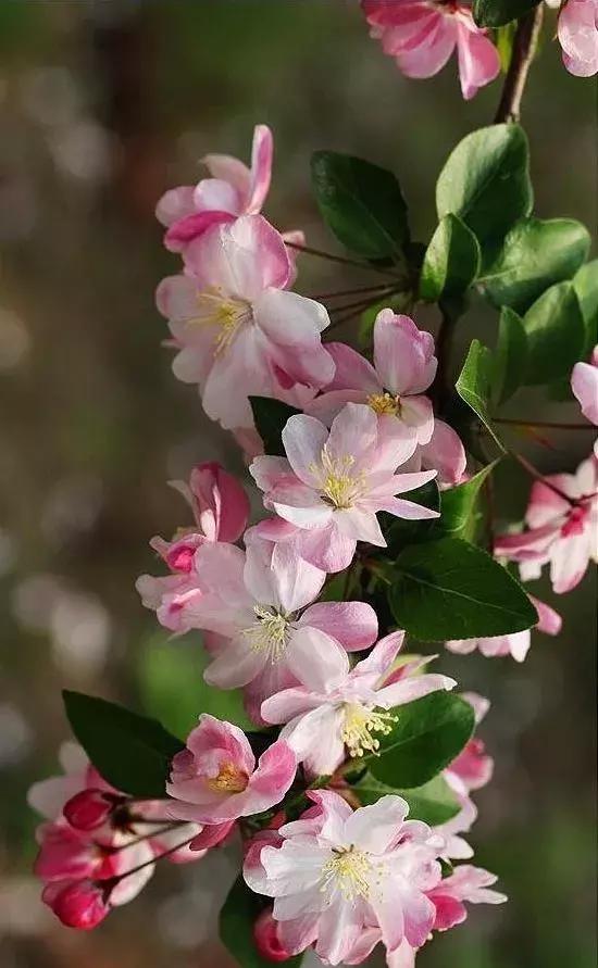 夜深花睡去全诗,夜深花睡去最是念故人
