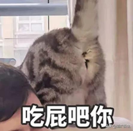 猫拉完屎还满屋疯跑？铲屎官：想当场自杀