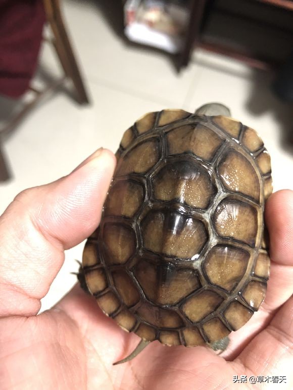 黄喉龟腐甲前期表现,养龟怎么预防腐皮烂甲