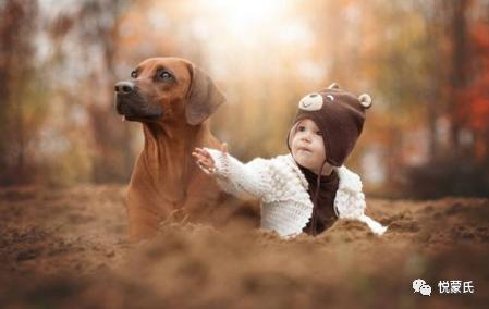 孩子总是想要养宠物怎么办,当孩子想养宠物时父母不要拒绝